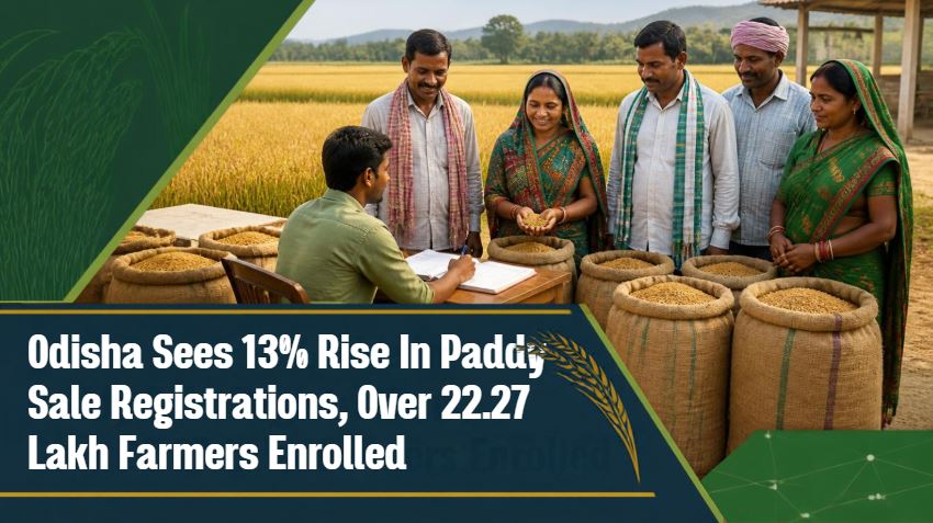Odisha Sees 13% Rise In Paddy Sale Registrations, Over 22.27 Lakh Farmers Enrolled